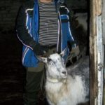 Вручение козы многодетной семье с.Гнилуша
